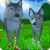 Wolf Simulator Wild Animals D